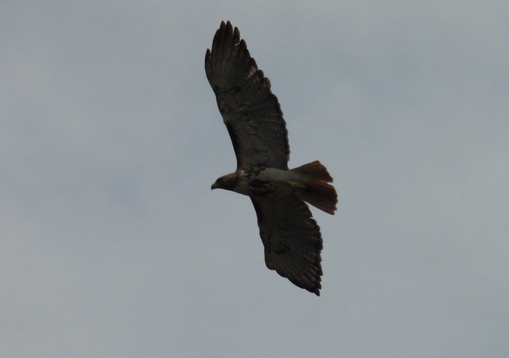 Red-tailed Hawk - ML631678044