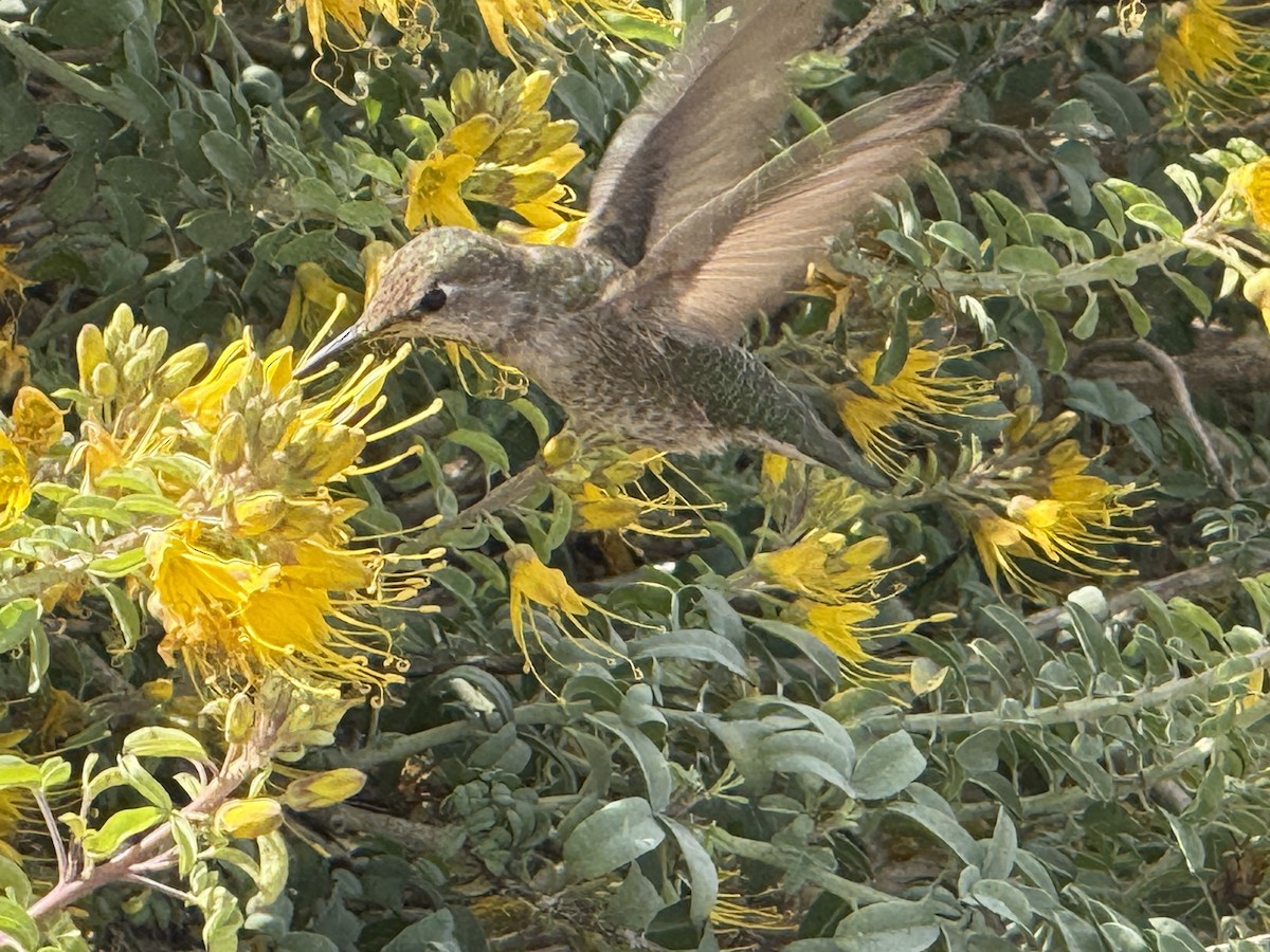 Anna's Hummingbird - ML631678092