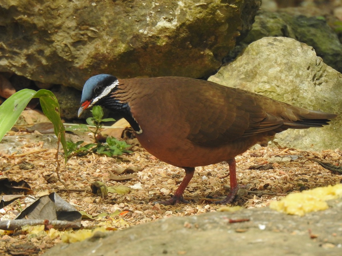 Blue-headed Quail-Dove - ML631678100