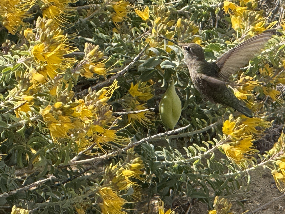 Anna's Hummingbird - ML631678112
