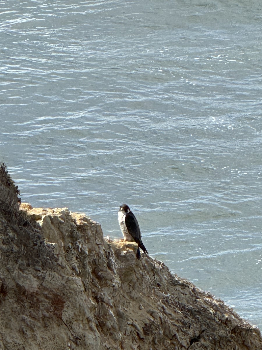 Peregrine Falcon - ML631678180