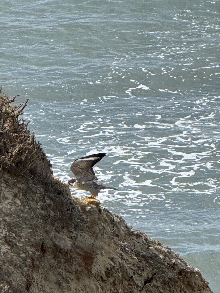 Peregrine Falcon - ML631678192