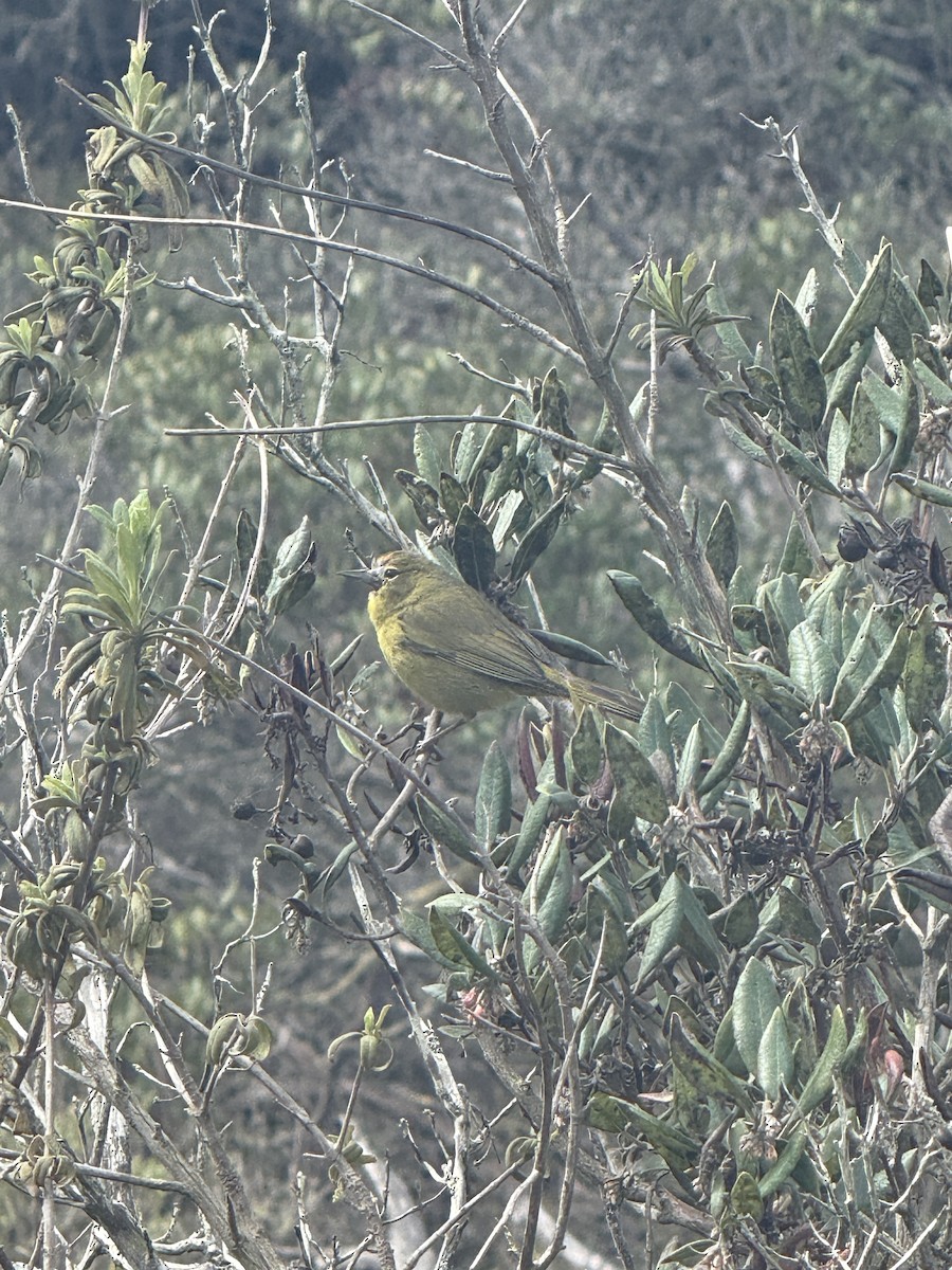 Orange-crowned Warbler - ML631678201