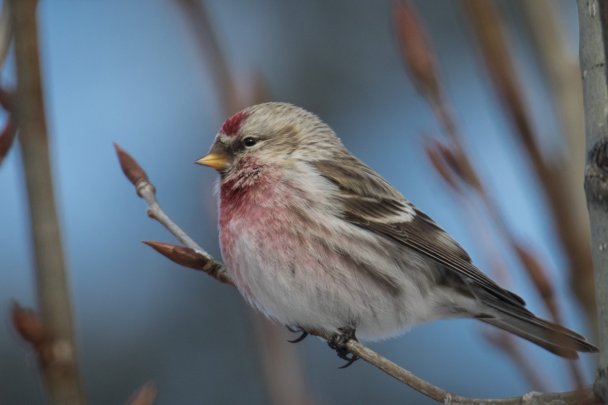 Redpoll - ML631678234