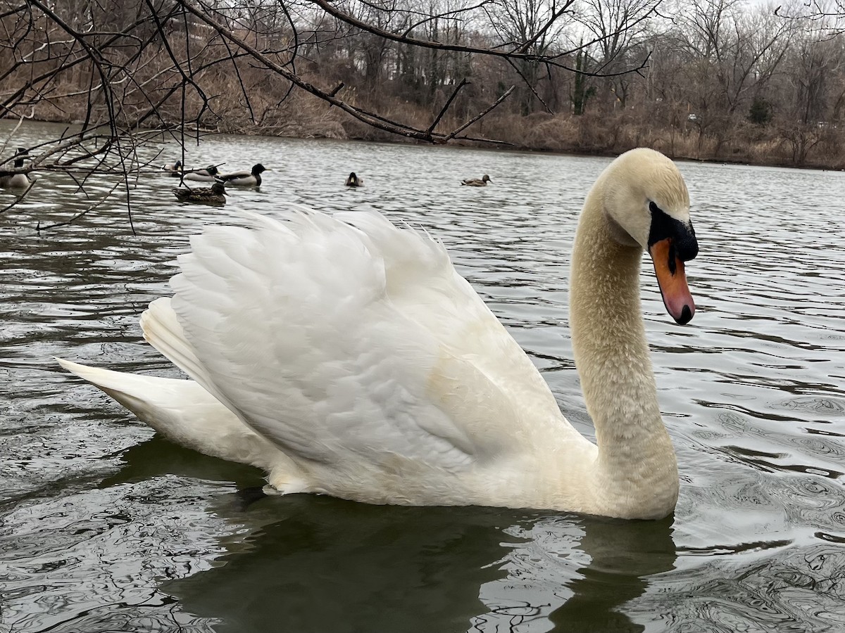 Mute Swan - ML631678509
