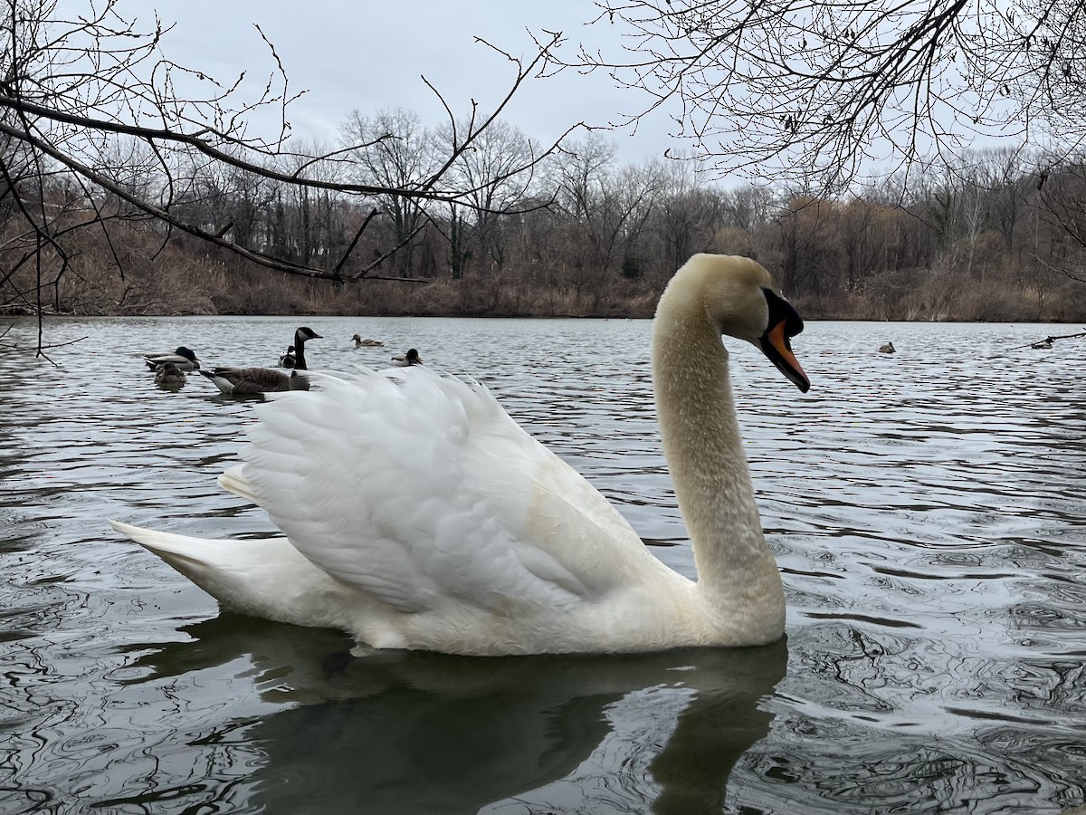 Mute Swan - ML631678511