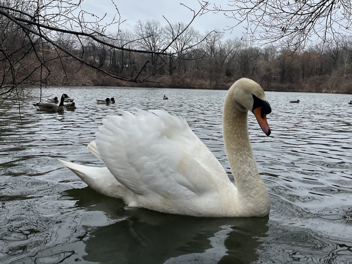Mute Swan - ML631678525