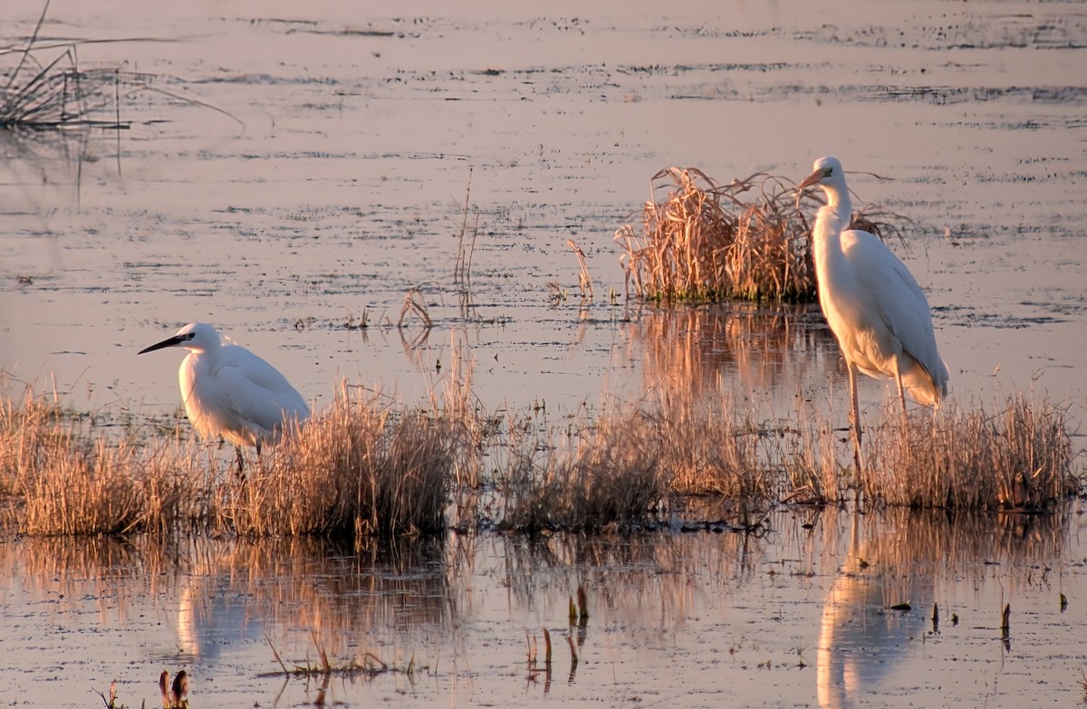 Great Egret - ML631678531
