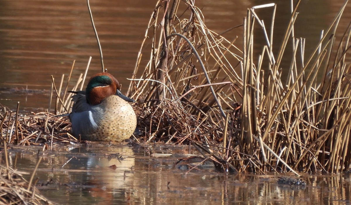Green-winged Teal - ML631678685