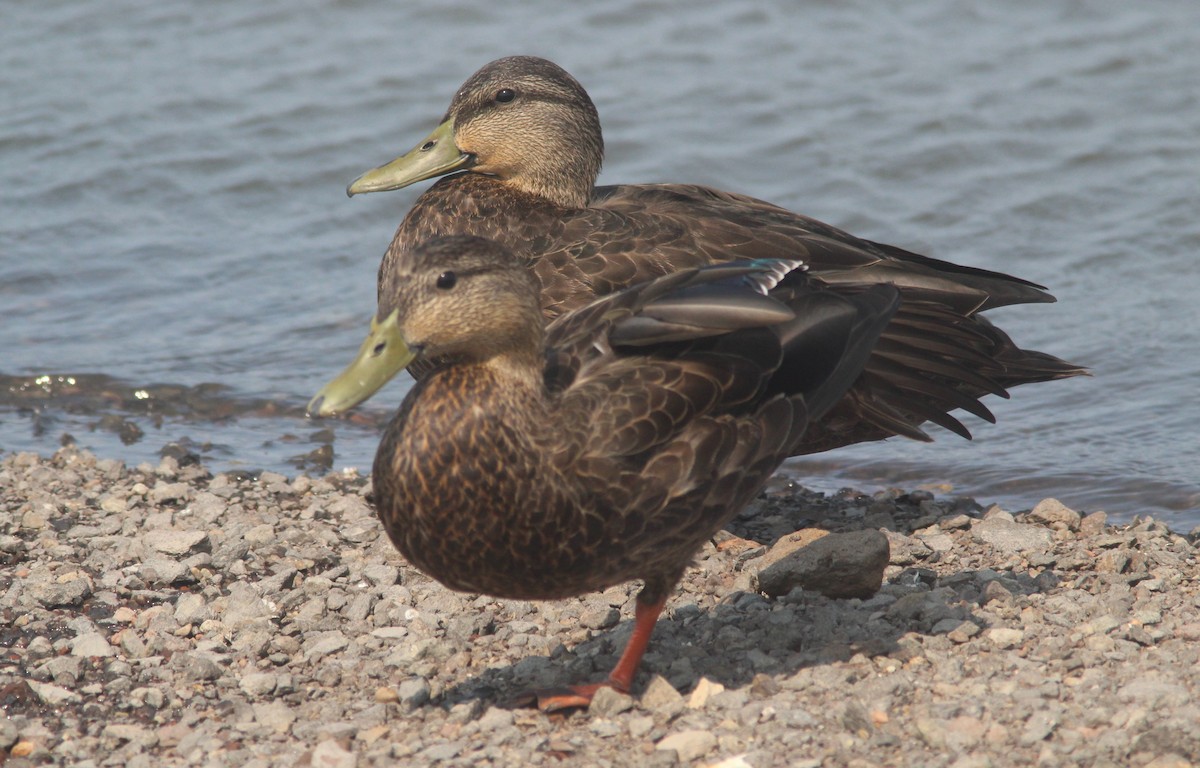 American Black Duck - ML631678826
