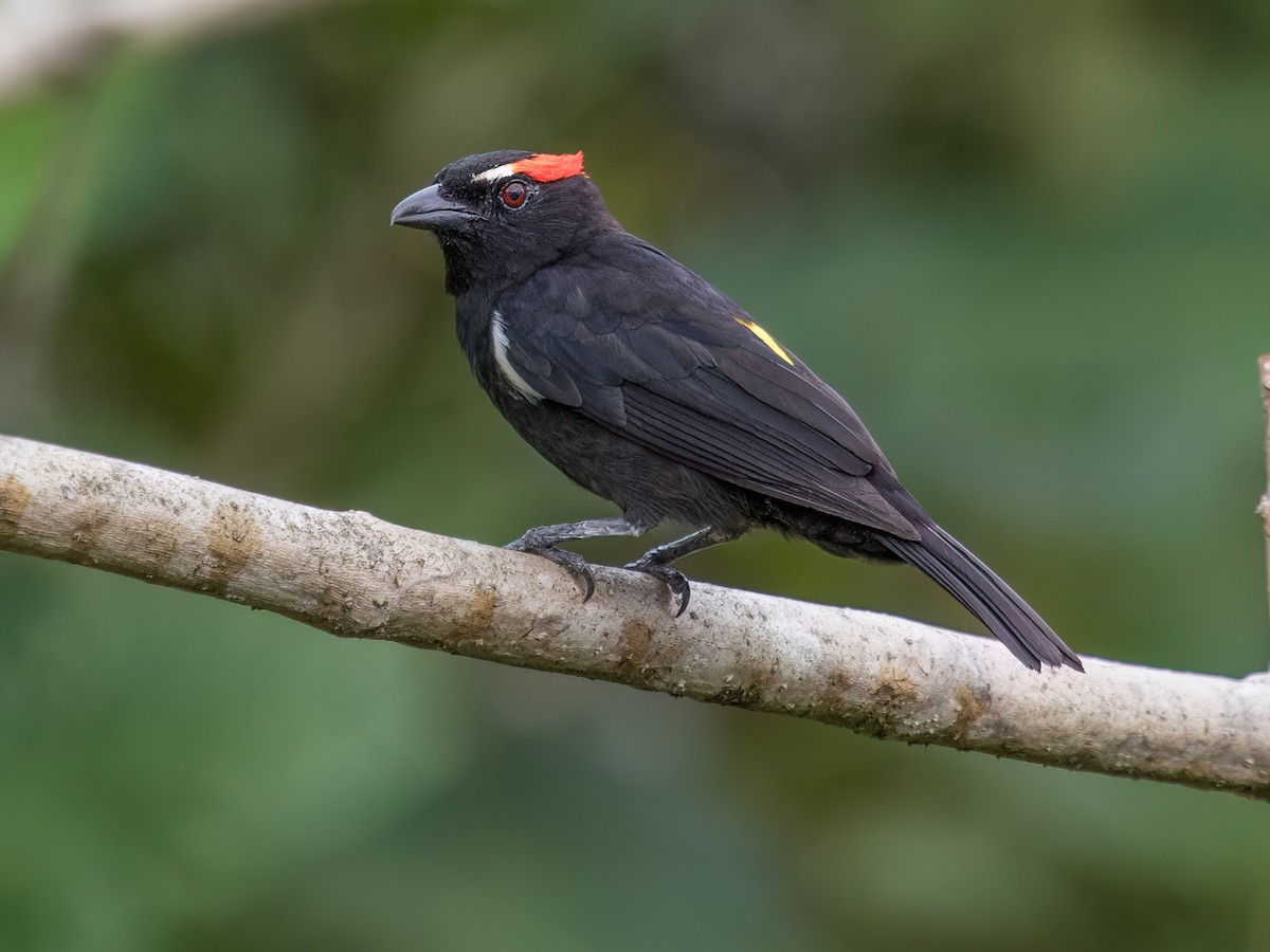Scarlet-browed Tanager - eBird