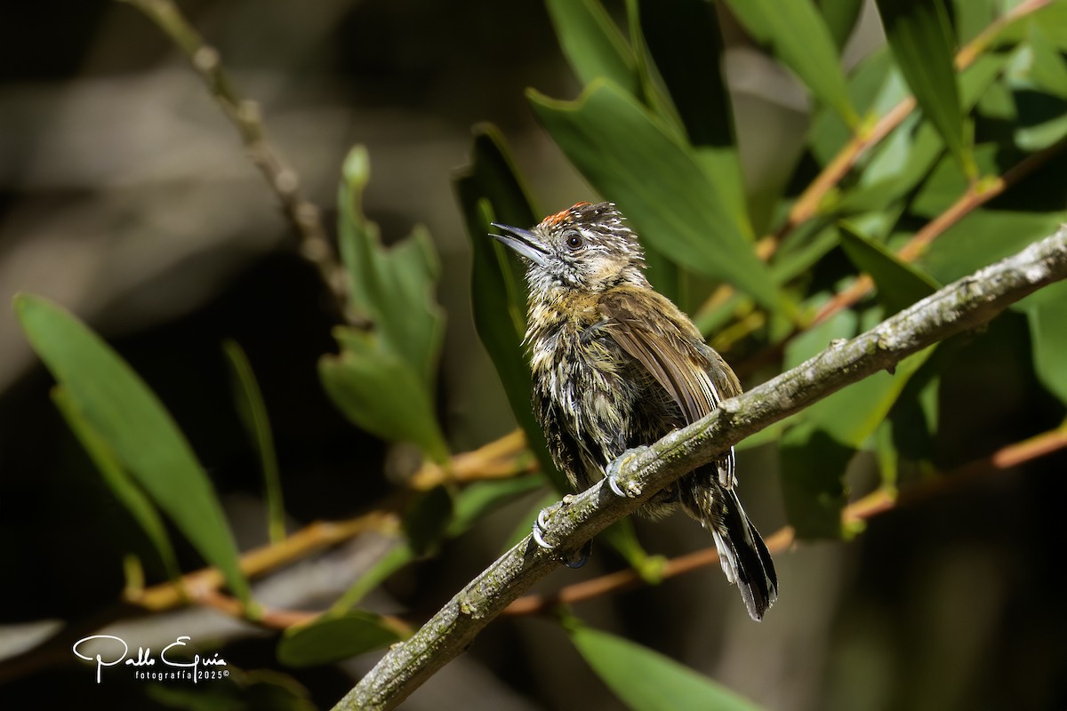 Mottled Piculet - ML631679005