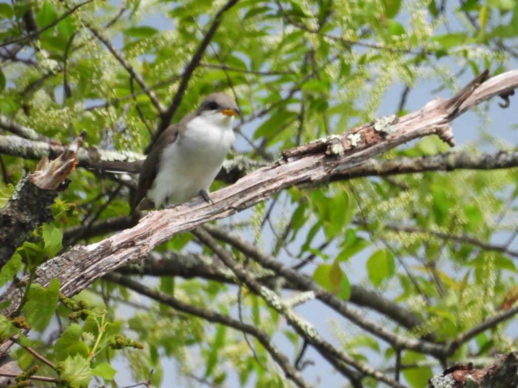 Yellow-billed Cuckoo - ML631679123