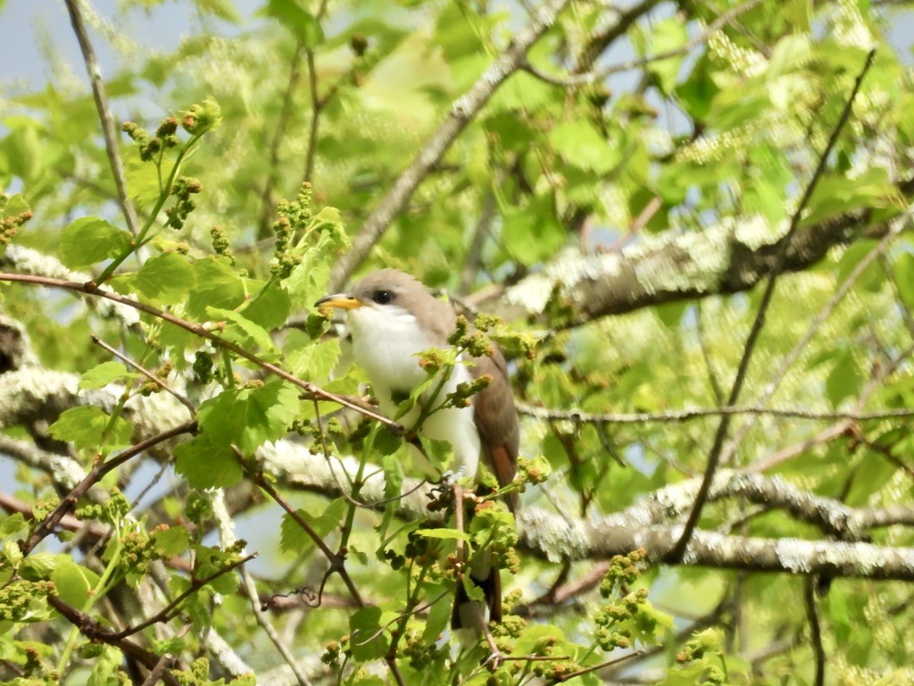 Yellow-billed Cuckoo - ML631679134