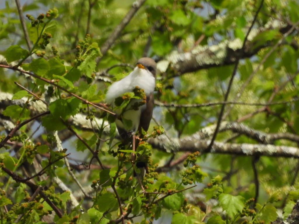 Yellow-billed Cuckoo - ML631679136
