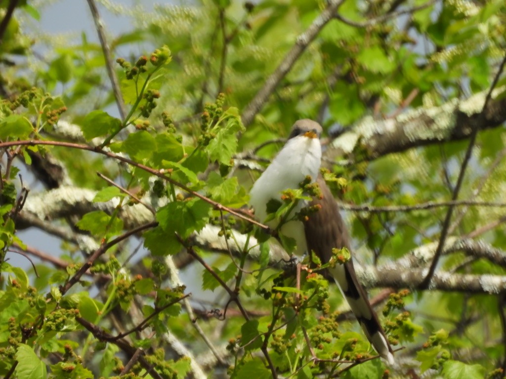 Yellow-billed Cuckoo - ML631679137