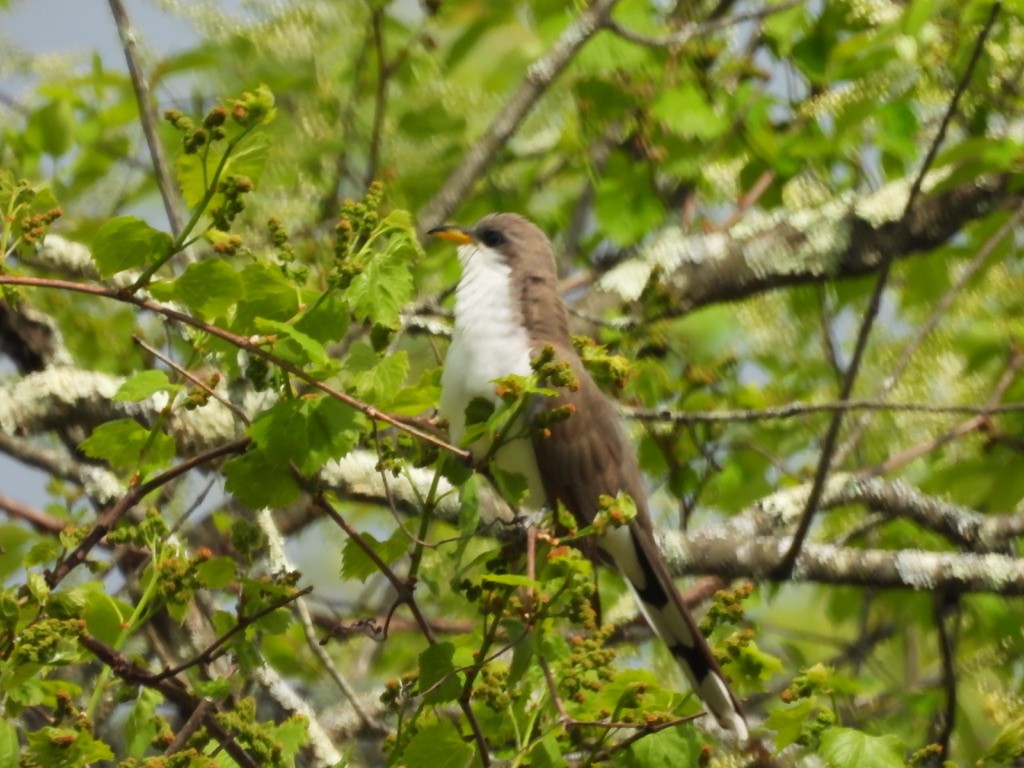 Yellow-billed Cuckoo - ML631679138