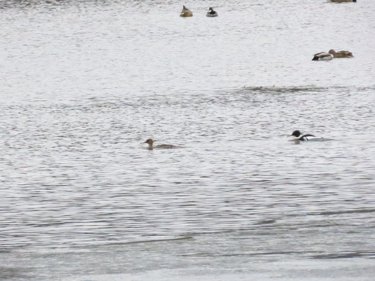 Сэвгэр бохио - ML631679308