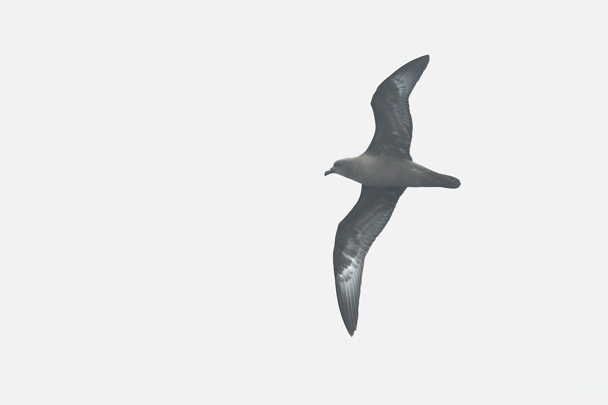 Trindade Petrel - ML631679375