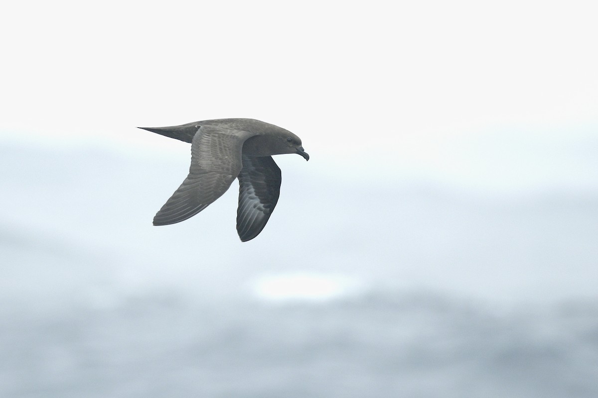 Trindade Petrel - ML631679376