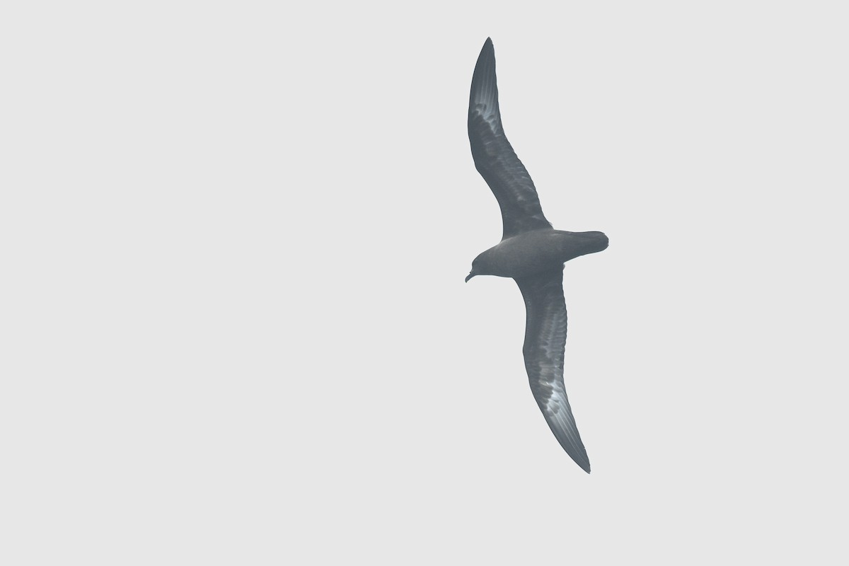 Trindade Petrel - ML631679377