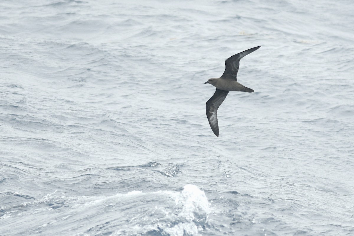 Trindade Petrel - ML631679378