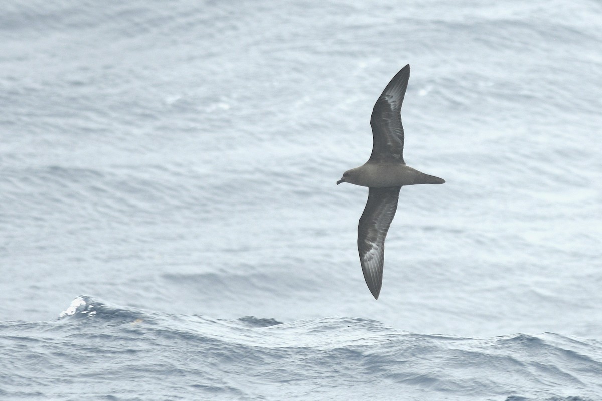 Trindade Petrel - ML631679379