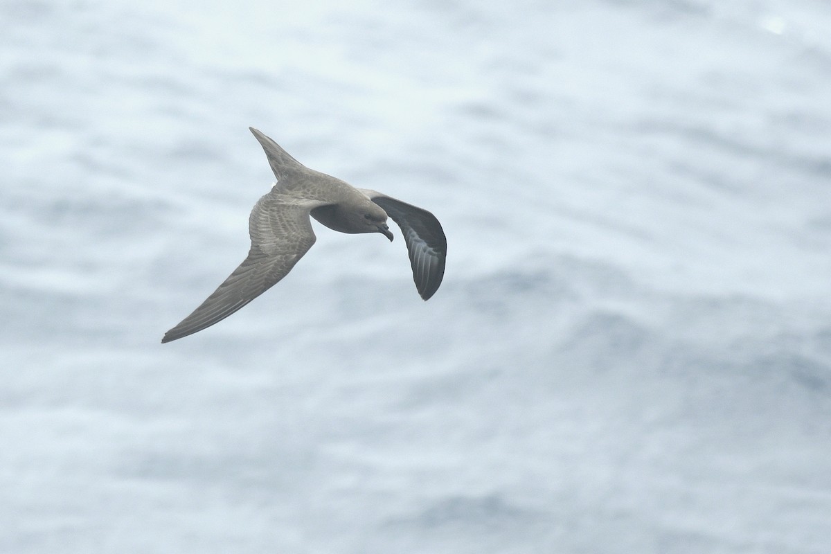 Trindade Petrel - ML631679382