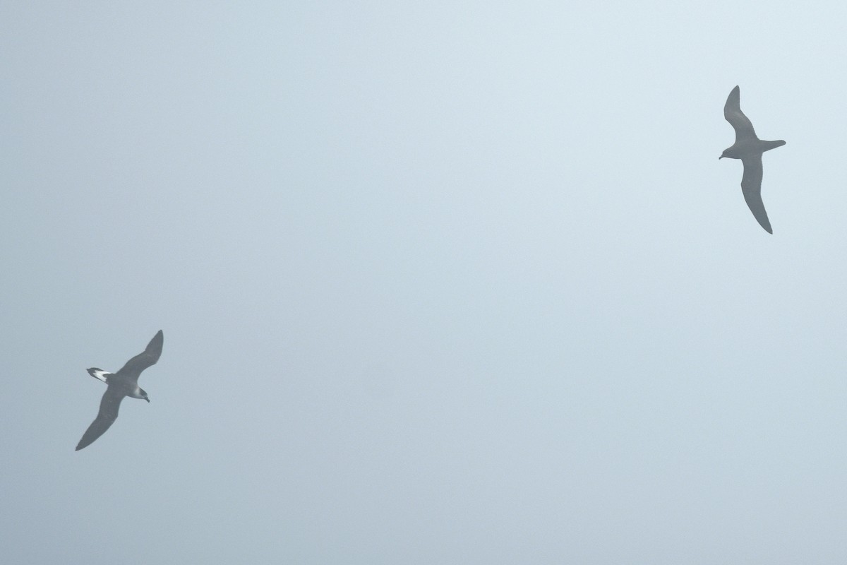 Trindade Petrel - ML631679384