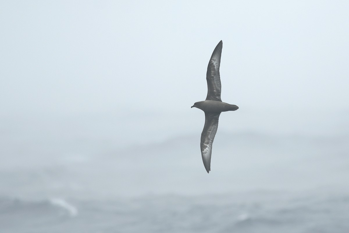 Trindade Petrel - ML631679386