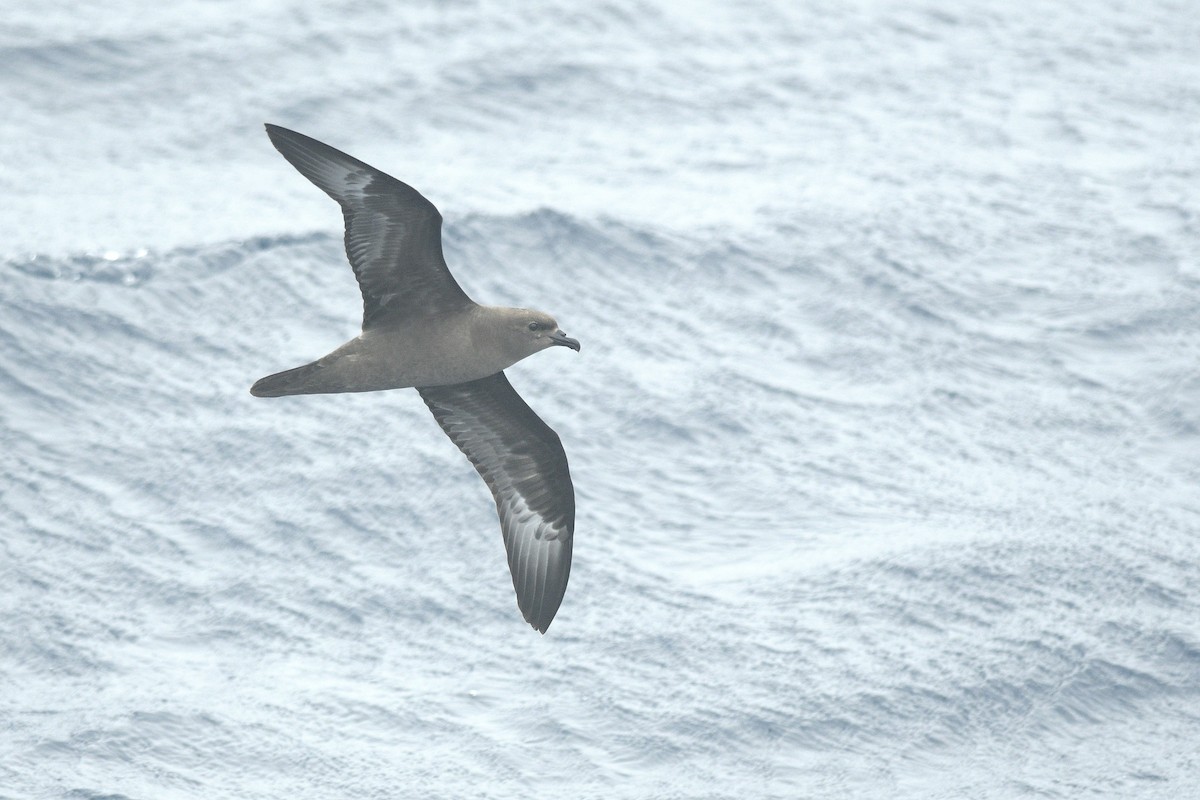 Trindade Petrel - ML631679388