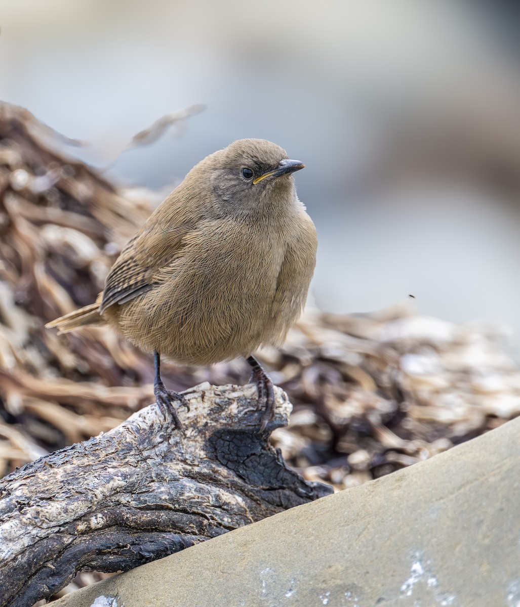 Cobb's Wren - ML631679563