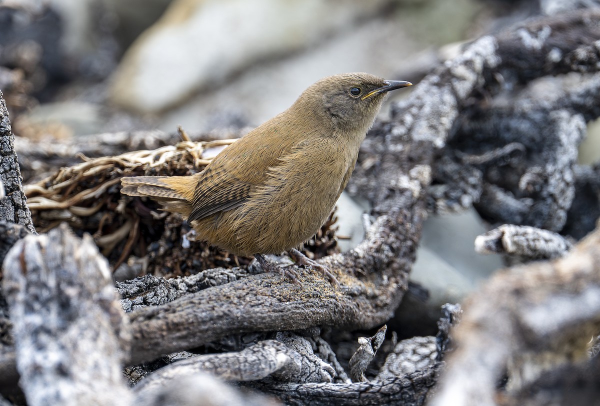 Cobb's Wren - ML631679579