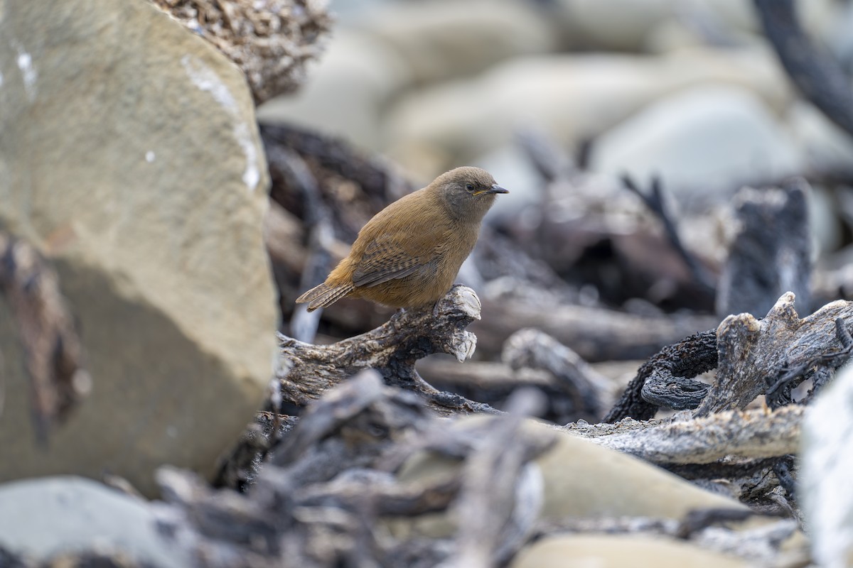 Cobb's Wren - ML631679591
