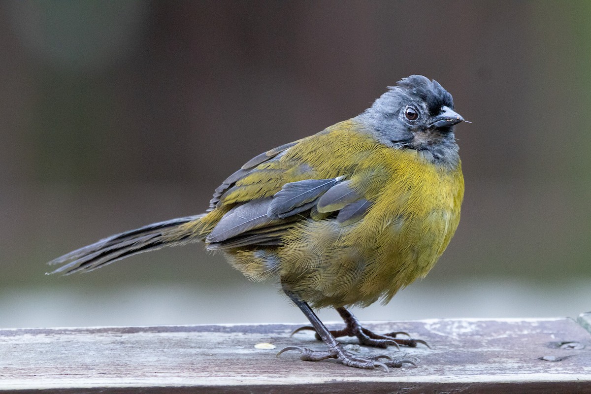 Large-footed Finch - ML631679618