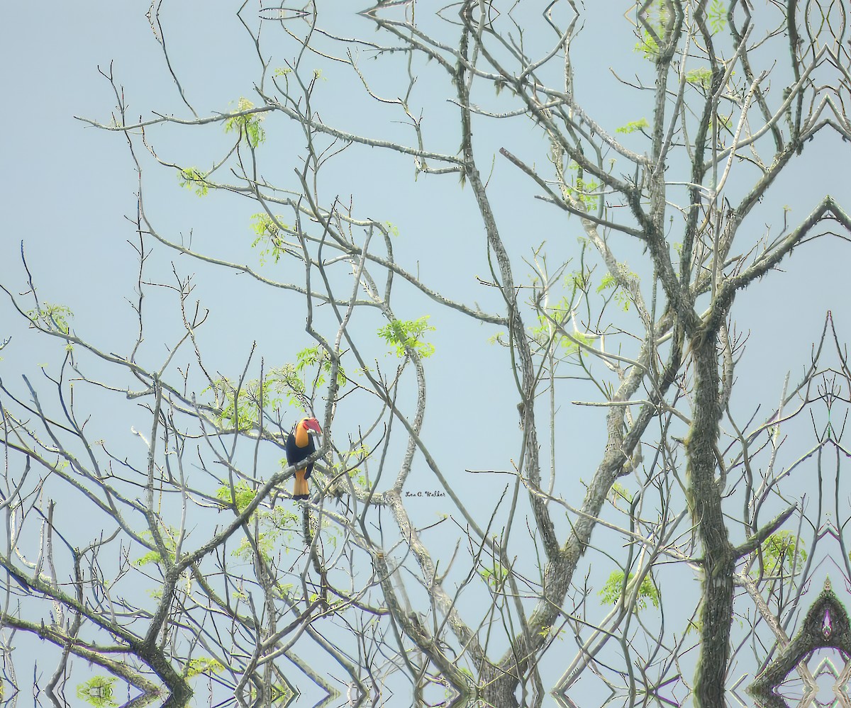 Writhed Hornbill - ML631679632