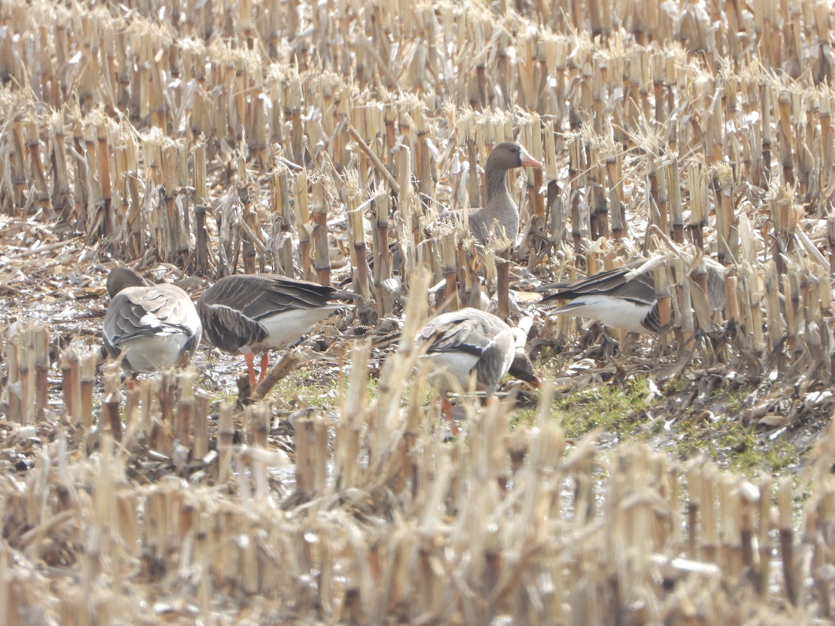Greater White-fronted Goose - Kathy Tucker