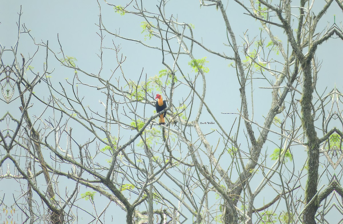 Writhed Hornbill - ML631679638