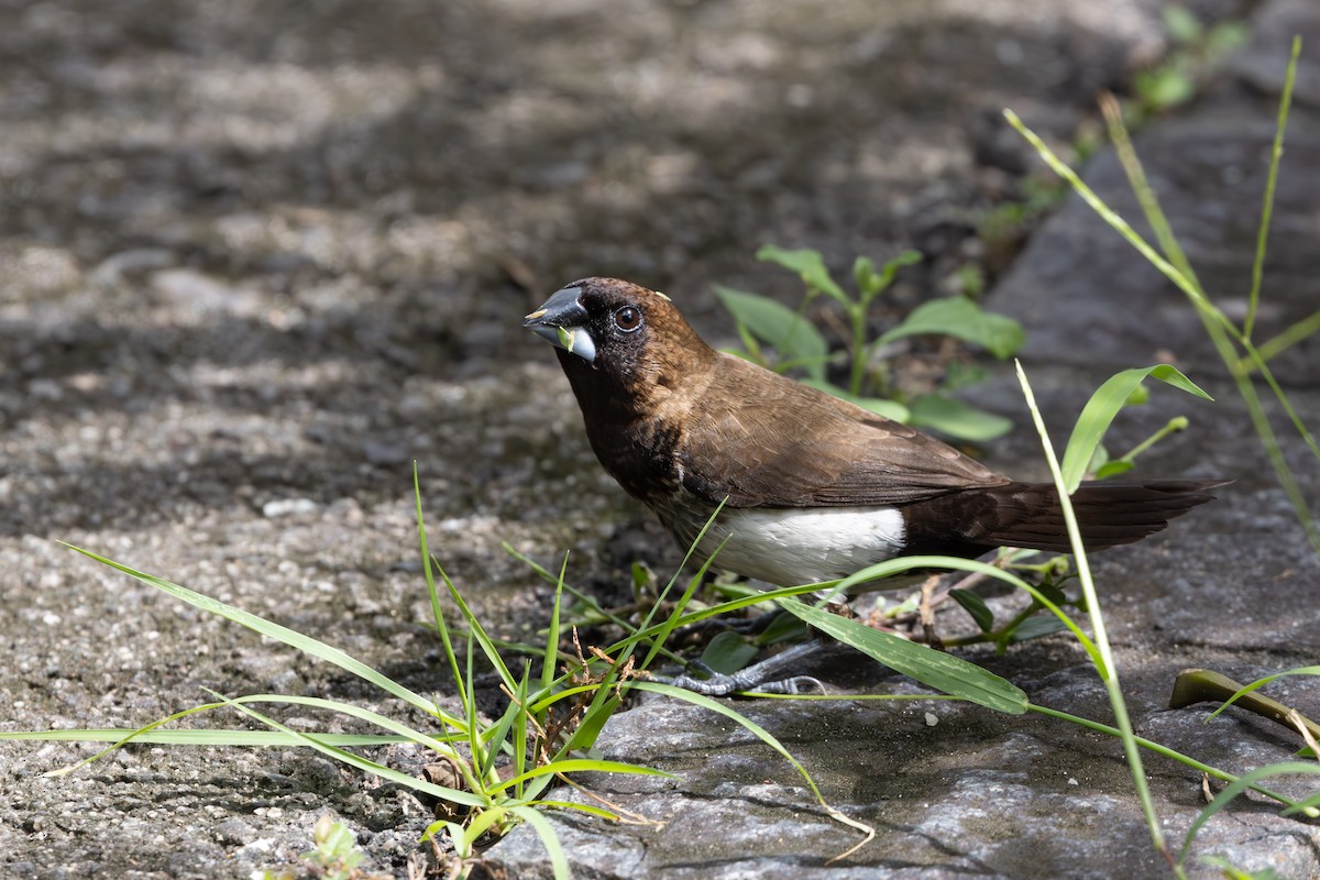 Javan Munia - ML631679673