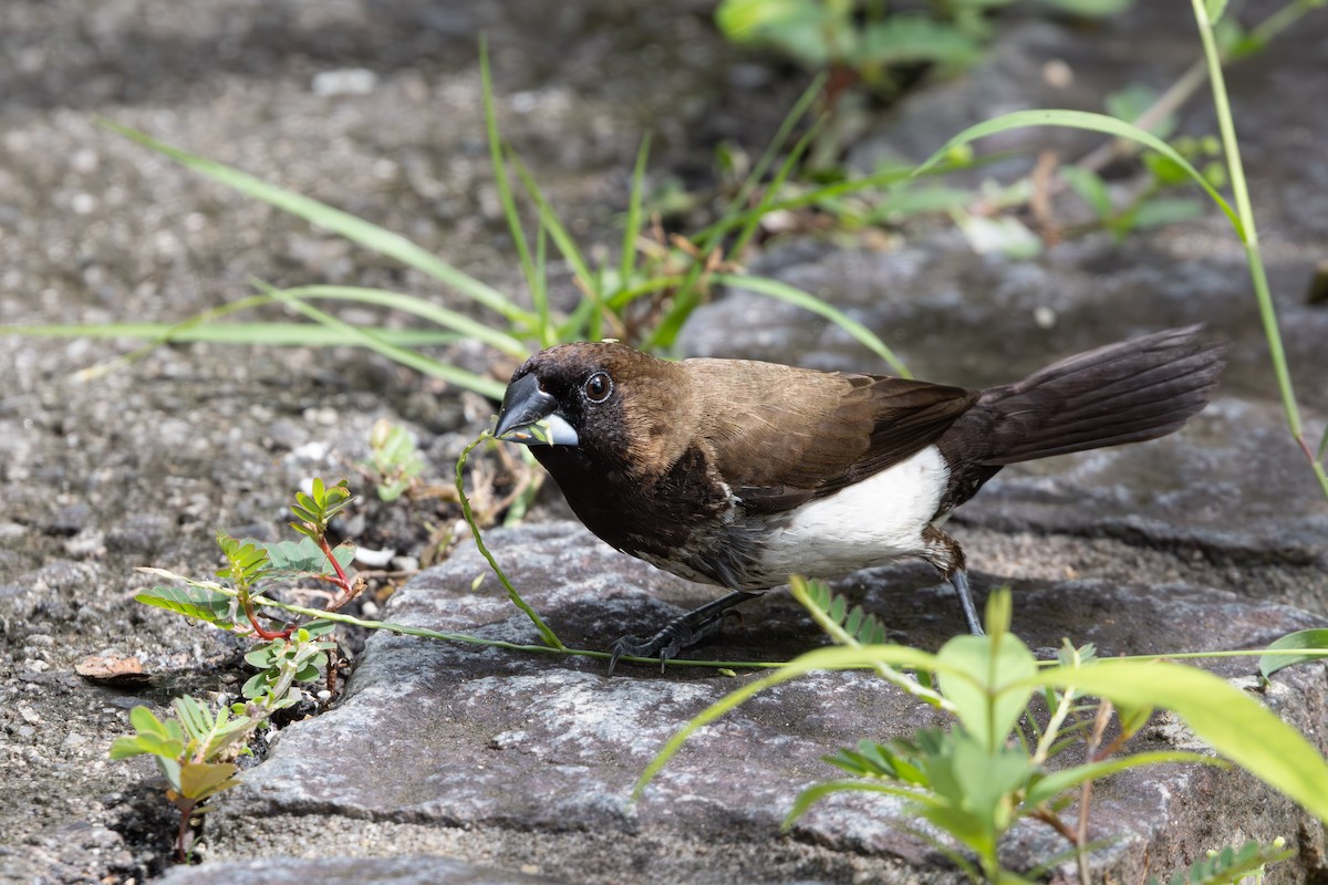 Javan Munia - ML631679674