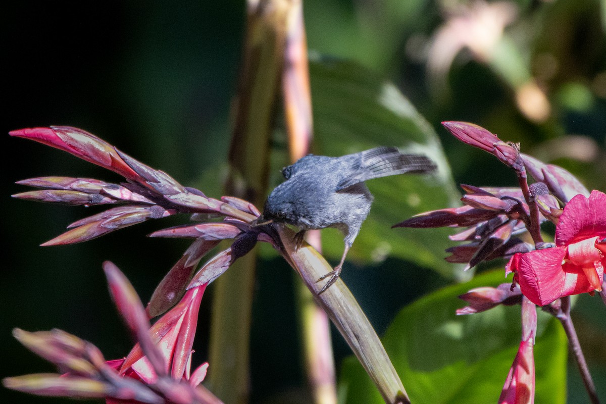 Slaty Flowerpiercer - ML631680048