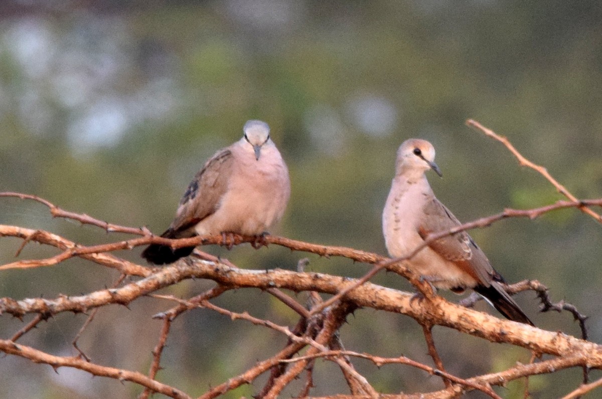 Black-billed Wood-Dove - ML631680120
