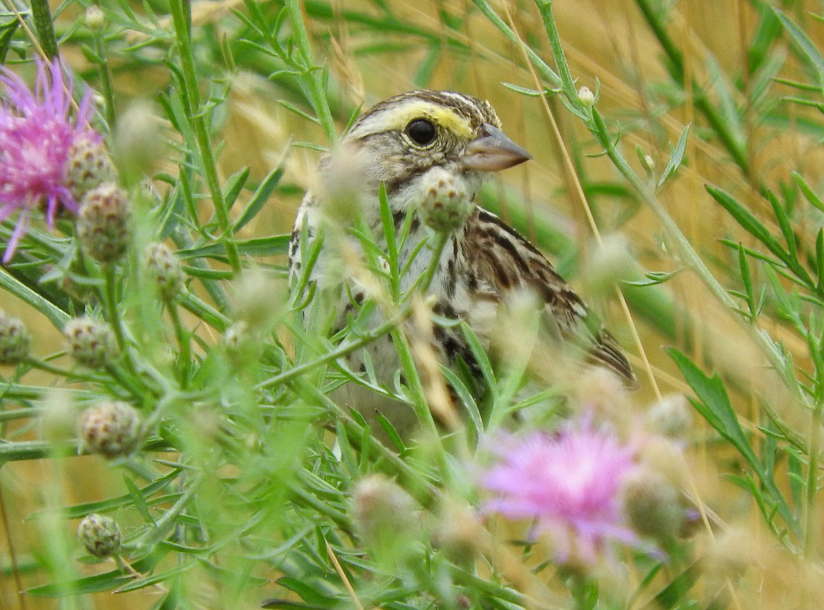 Savannah Sparrow - ML63168031