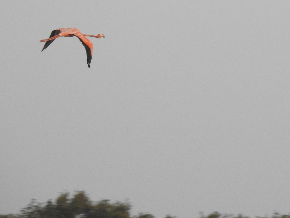 American Flamingo - ML631680325