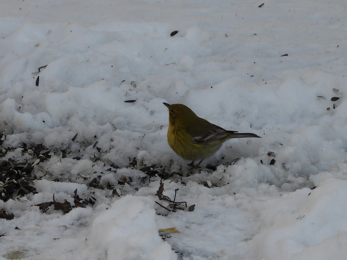 Pine Warbler - ML631680327