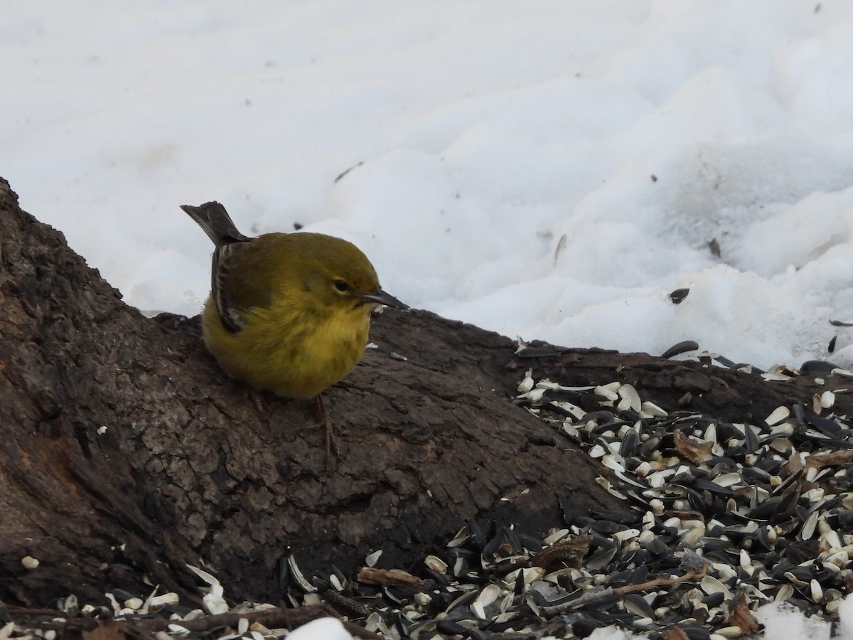 Pine Warbler - ML631680328