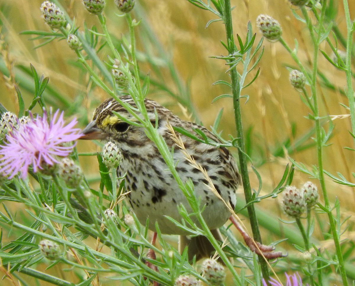 Savannah Sparrow - ML63168051