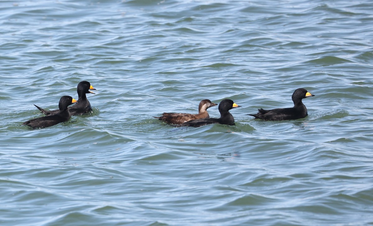 Black Scoter - ML631680826