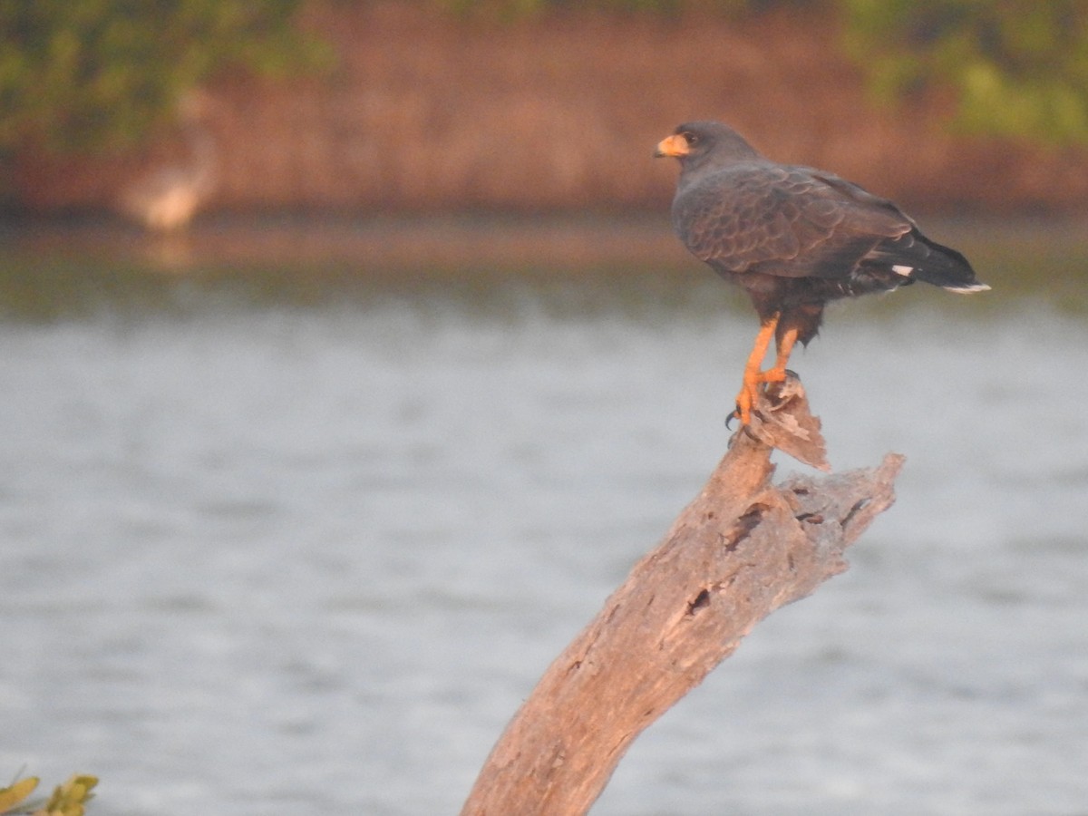Cuban Black Hawk - ML631680908