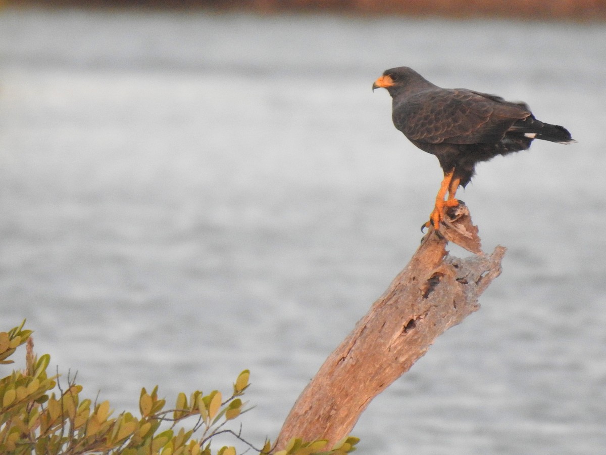 Cuban Black Hawk - ML631680969
